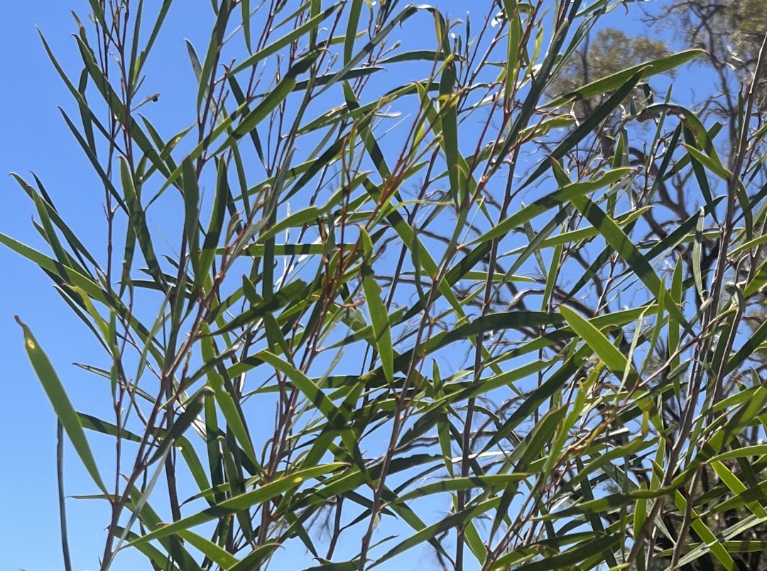 Wattle Raspberry Jam Tree West Australian Jam Wattle - Braidsdale Santalum