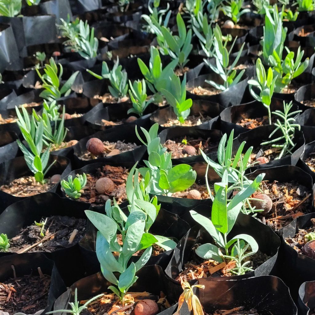 WA Sandalwood with Host