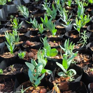 WA Sandalwood with Host