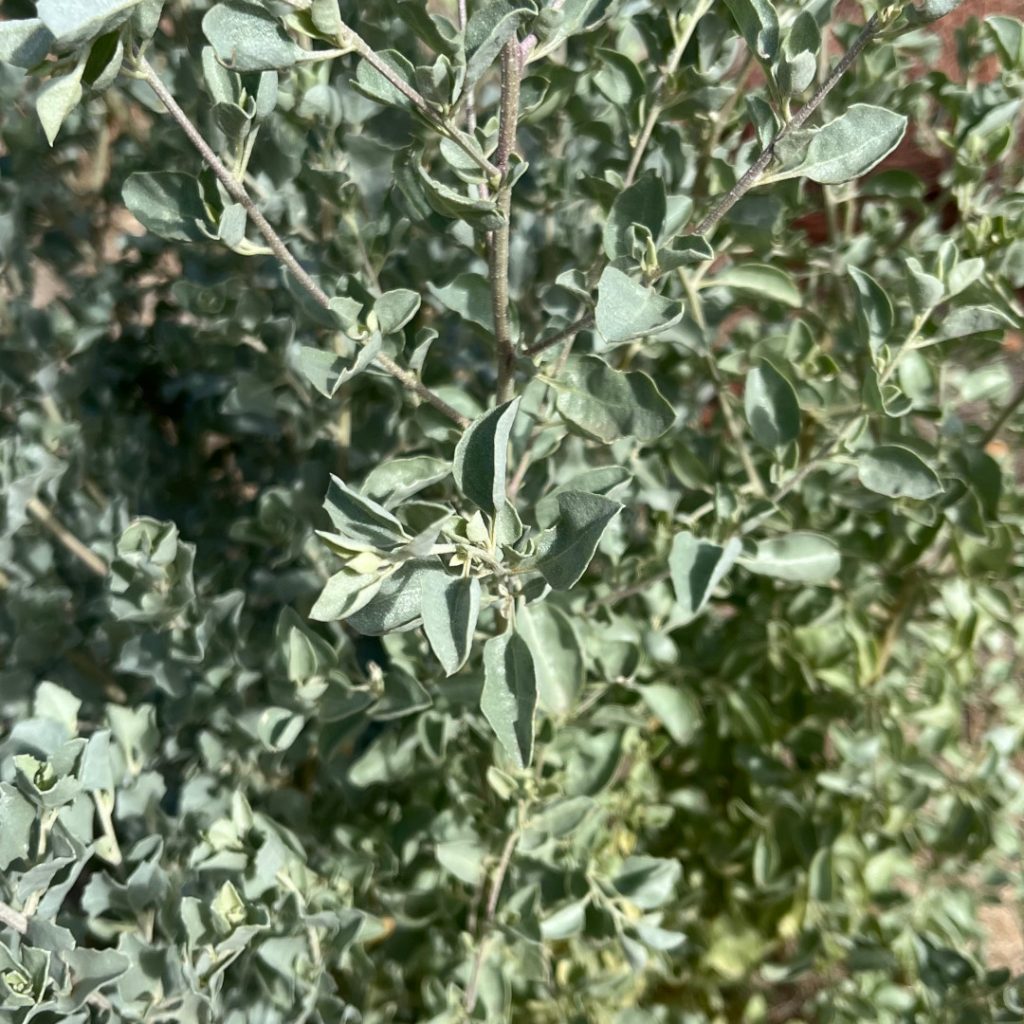Old Man Saltbush