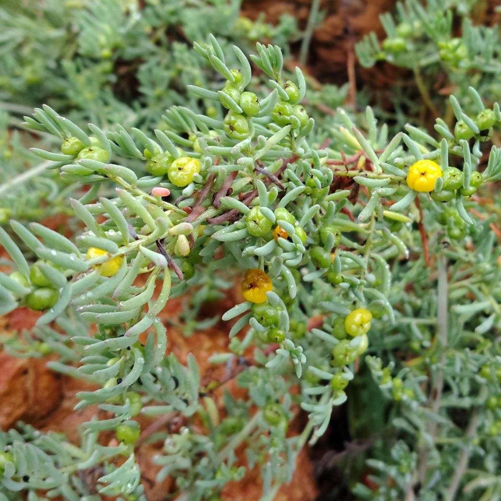 Ruby Saltbush