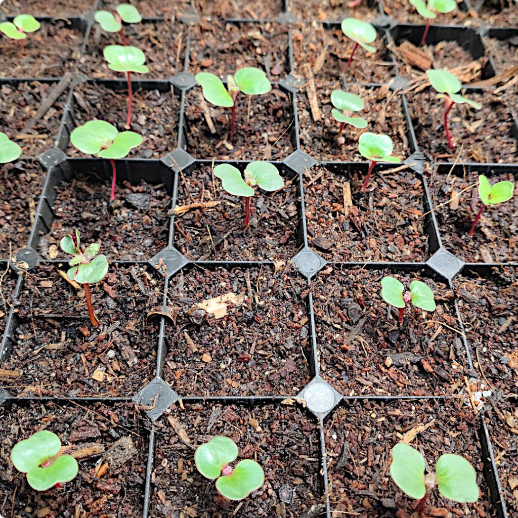 New! Eucalyptus erythrocorys