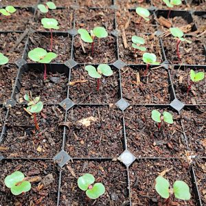 New! Eucalyptus erythrocorys