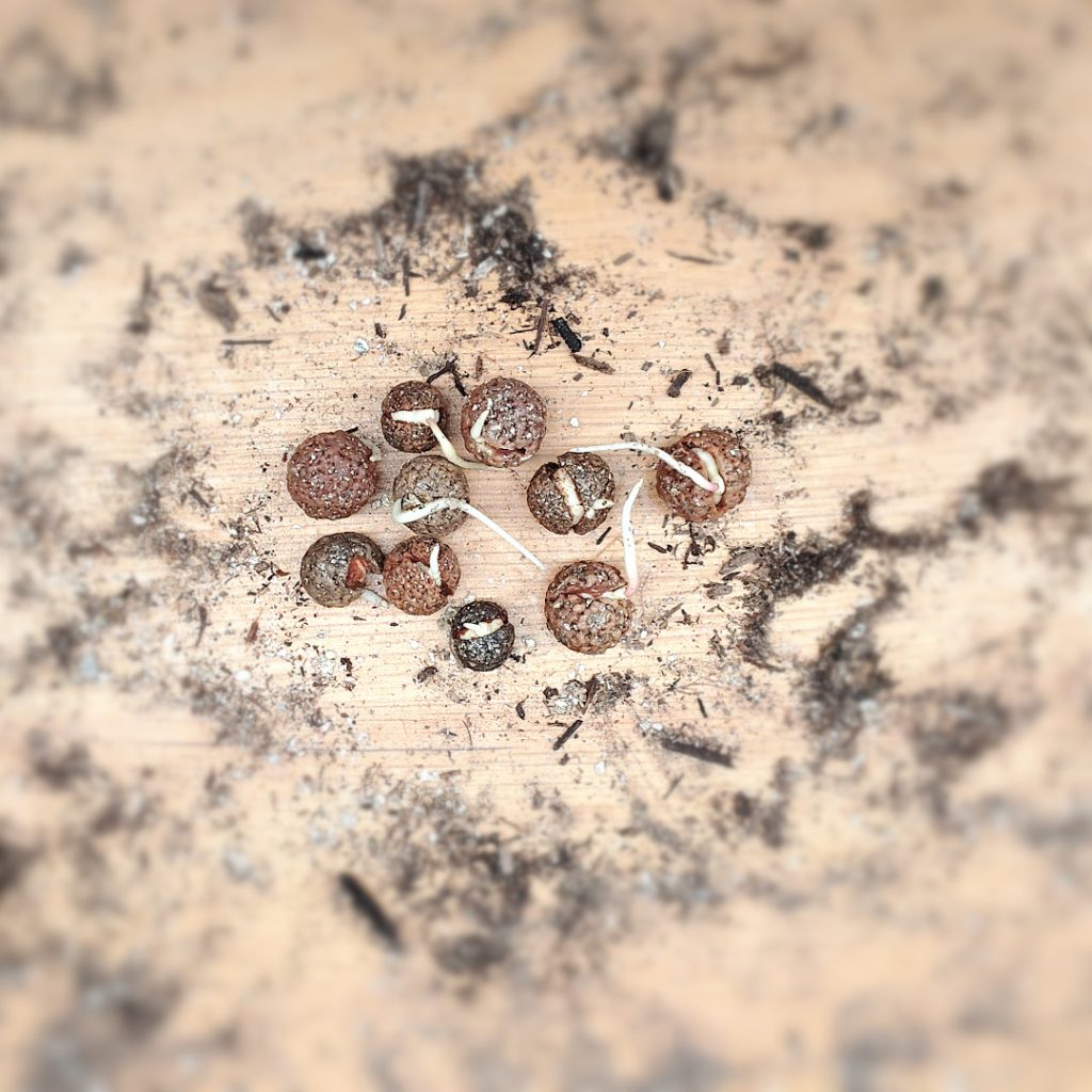 Germinated Seed (WA Quandong)