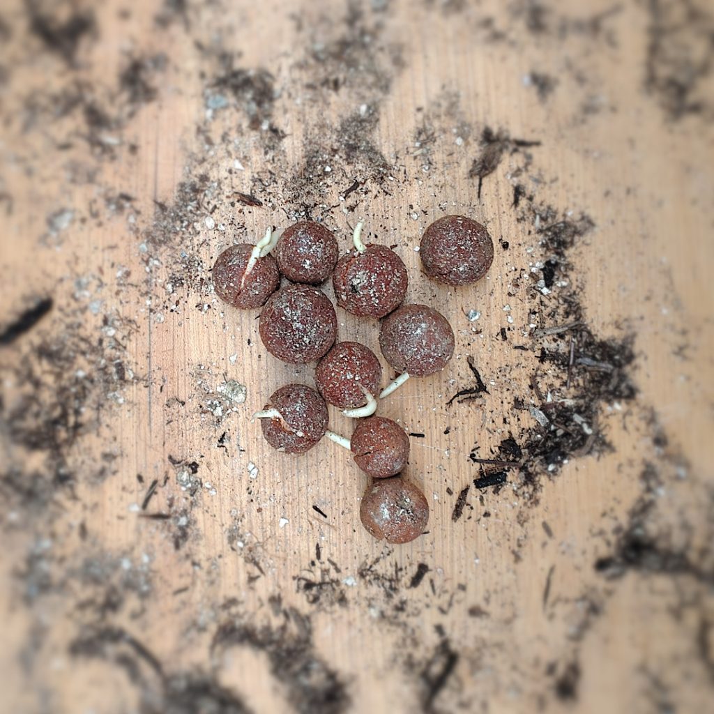 Germinated Seed (WA Sandalwood)