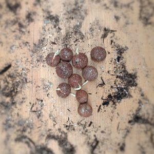 Germinated Seed (WA Sandalwood)