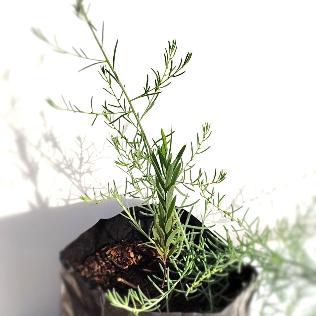 Santalum - Large