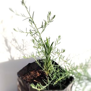 Santalum - Large